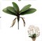 10.5" Green Phalaenopsis Leaf Cluster - Lifelike Artificial Foliage, Set of 2, Perfect for Arrangements, Home & Office Decor - Year-Round Greenery, Floral Home by Artificial Flowers